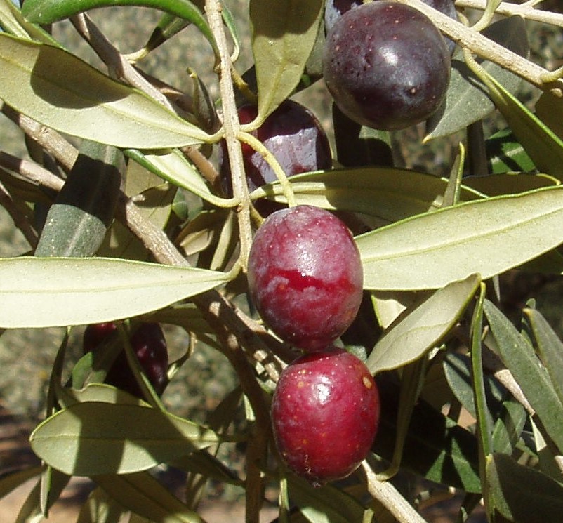 OLEA EUROPAEA ITRANA